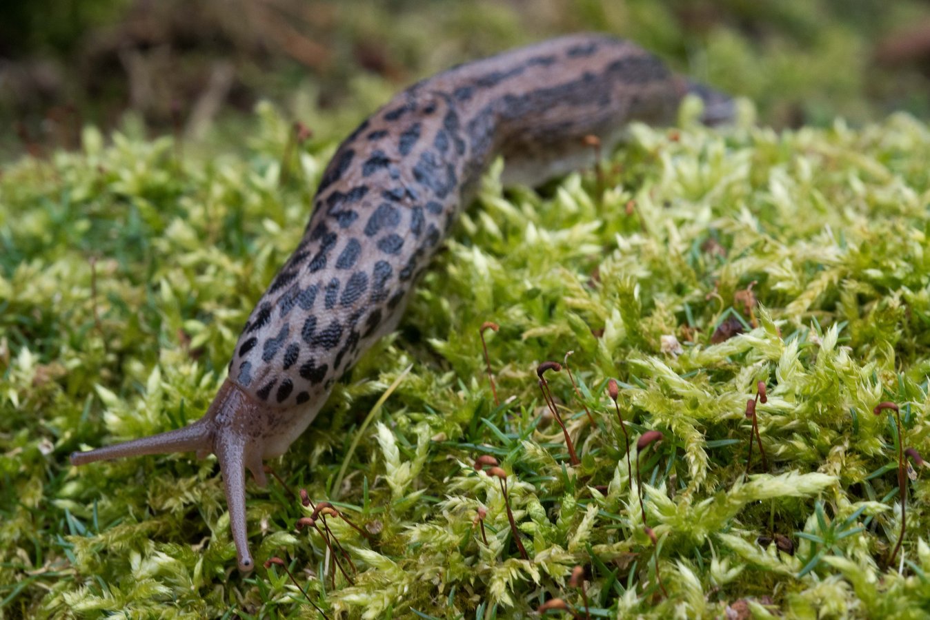 Tigerschnegel sind nützliche Gartenbesucher und sollten nicht vergiftet werden. 