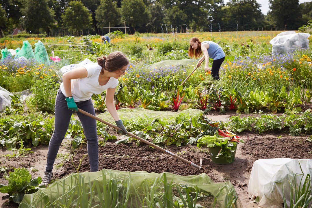 Bio-Gemüsegärten zum Mieten