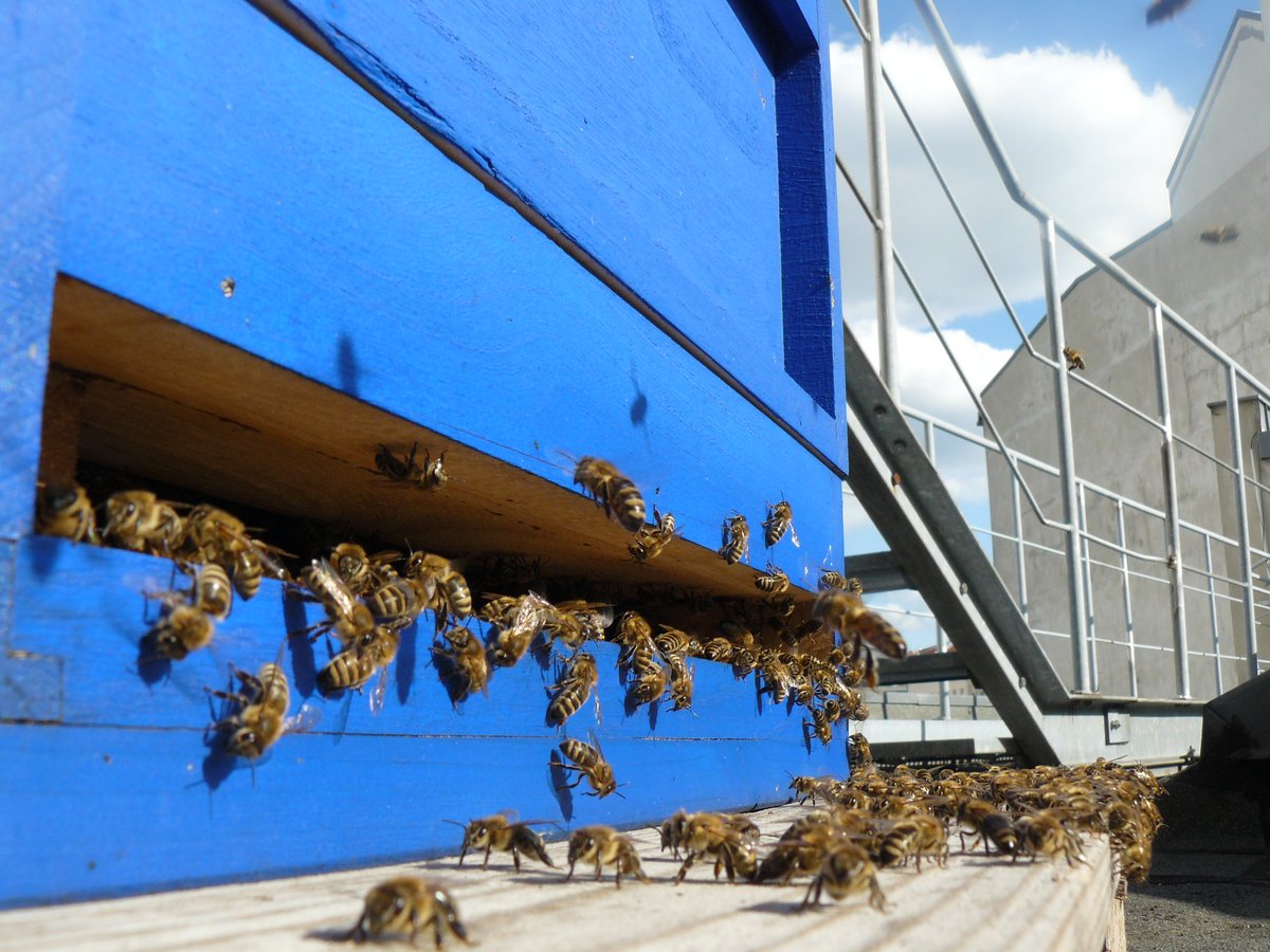 Honigbienen auf dem Dach