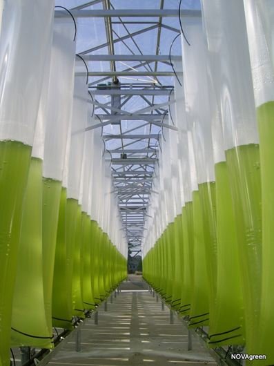 Produktionsanlage Chlorella in Niedersachsen
