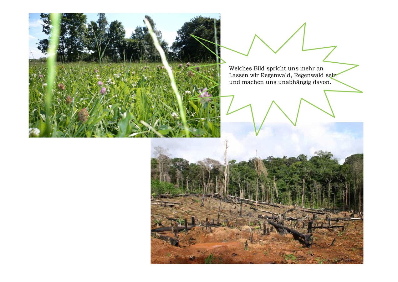 Mehr Grünland gegen Regenwaldzerstörung