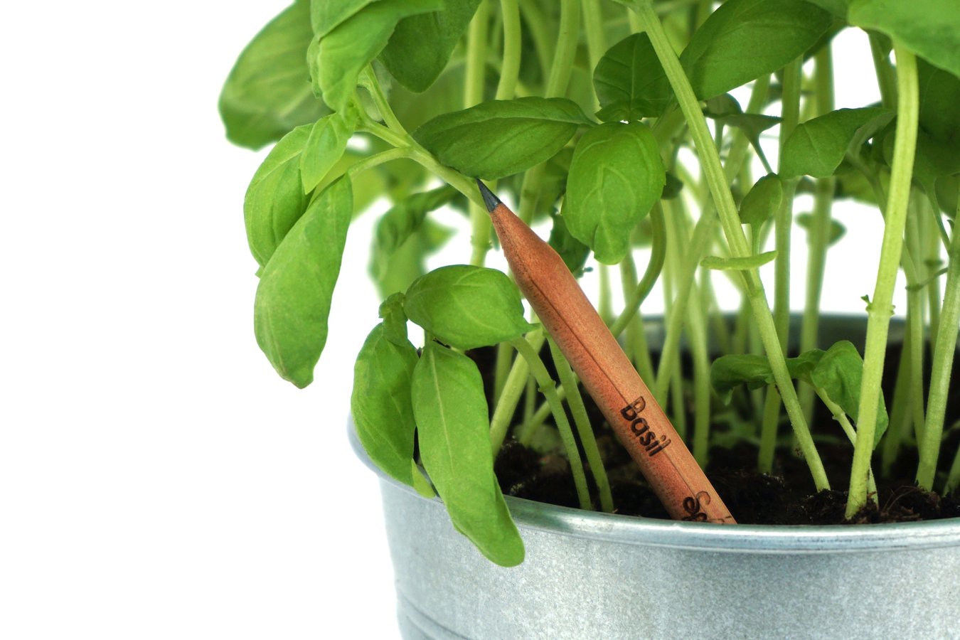 Der Sprout-Stift, der nach Gebrauch eine Pflanze wird.