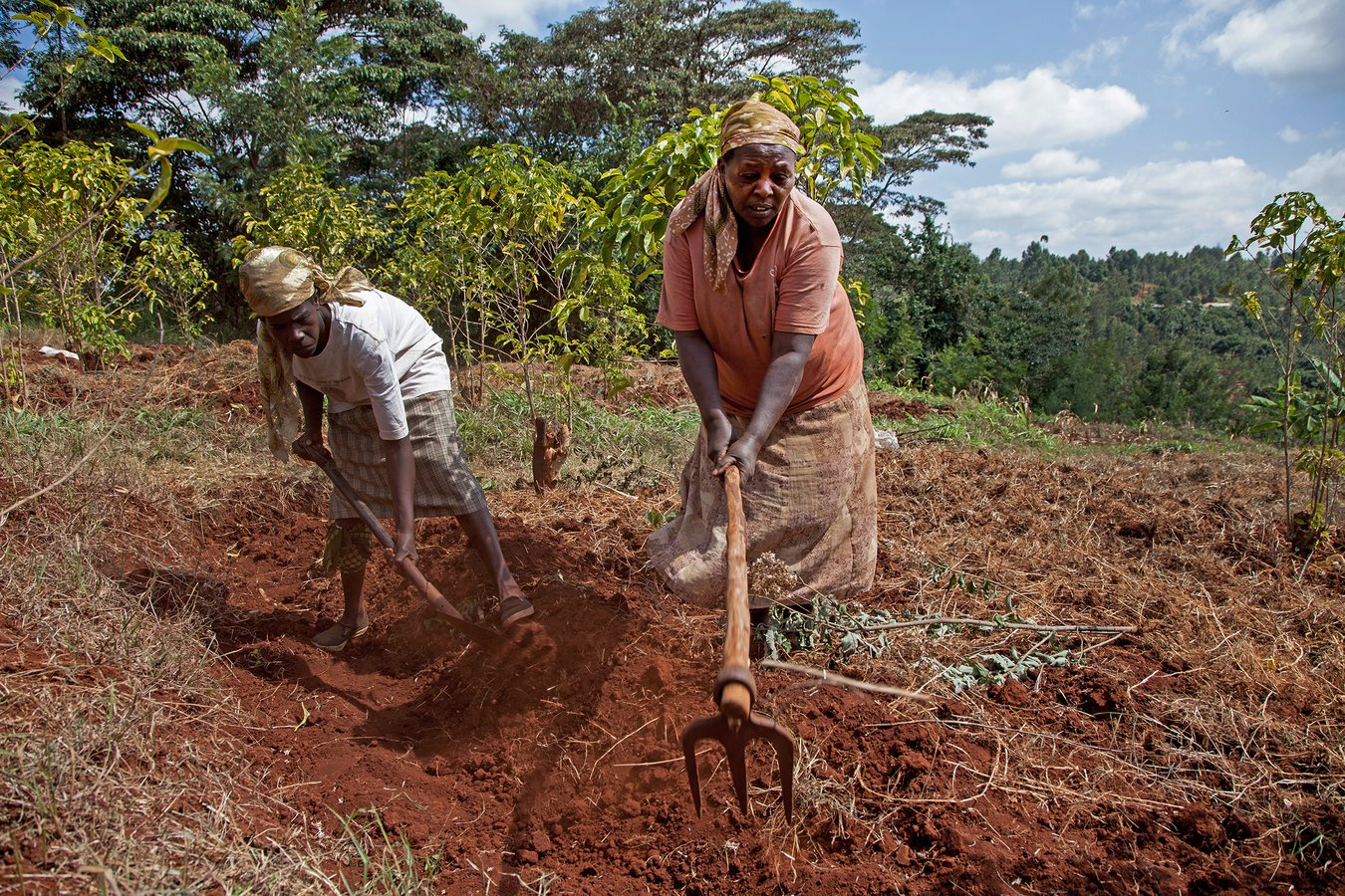 Kleinbäuerinnen in Zentral-Kenia ©Peter Lüthi